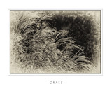 Grass