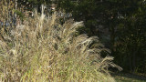 Grass original retouching.jpg