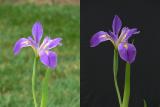 Water Iris unprocessed.jpg