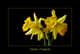 Yellow Daffodils.jpg