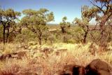 TYPICAL BROWNS AND GREENS OF THE AUSTRALIAN OUTBACK
