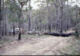 TREES DAMAGED BY BUSH FIRES CREATE THEIR OWN HAZARDS