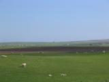 Sheep at Minehowe, Orkney