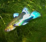 Guppy Love~*