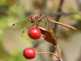 Dragon Fly 1