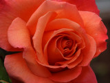 Colourful Rose