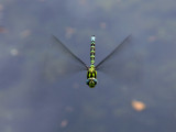 Hovering Dragonfly