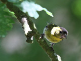 Male Siskin