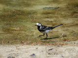 Pied Wagtail