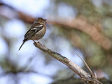 Young Chaffinch