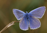 Common Blue