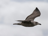 Young Seagull