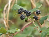 Blackberry Cluster & Ladybird
