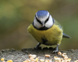 Bluetit.jpg