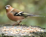 Chaffinch3.jpg