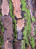 Pine bark & fluorescent moss
