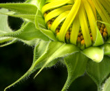 Sunflower: Ready to Open