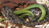 Green & Black Snakes