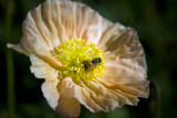 IMG_9469_.jpg