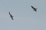 Long-tailed Jaeger and Sabines Gull