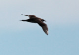 Parasitic jaeger