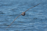 Black-footed albatross