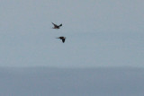 Long-tailed jaegers