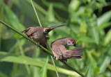 Common Waxbills