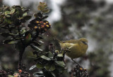 Hawaii `Amakihi