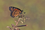 Viceroy Butterfly