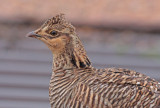 Attwaters Prairie-Chicken