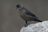 Common Grackle