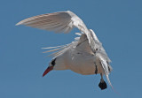 Red-tailed Tropicbird