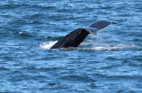 Adult Humpback Whale Tail
