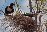 Pied Crows Nest