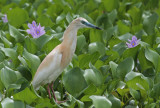 Squacco Heron