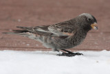 Black Rosy-Finch