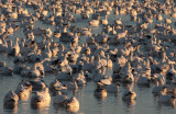 Bosque del Apache Morning