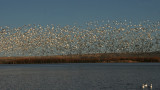 Snow Geese