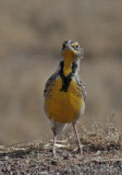 Western Meadowlark