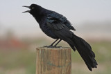 Great-tailed Grackle