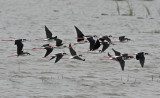 Black-necked Stilts