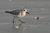 Sanderling