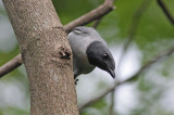 Ashy Cuckoo-shrike