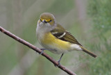 White-eyed Vireo