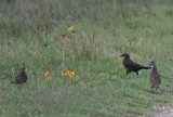 Northern Bobwhites with Grackle