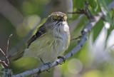 White-eyed Vireo