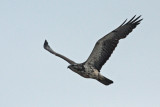 White-tailed Hawk