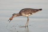 Willet with Crab