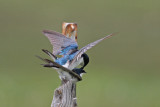 Tree Swallows